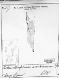 Utrechtiana arundinacea image